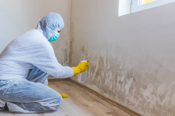 Licensed Mold Remediation service in Little Ferry, NJ - WQB Mold Removal
